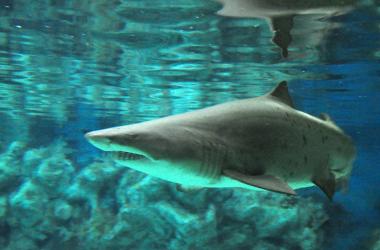 Erlebnispark Meeresaquarium