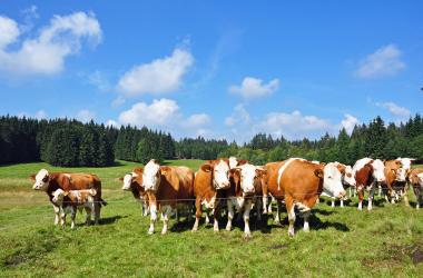 Kühe bei Frauenwald